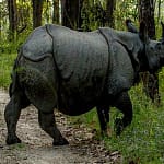 Rhino in Chitwan Jungle Safari tour