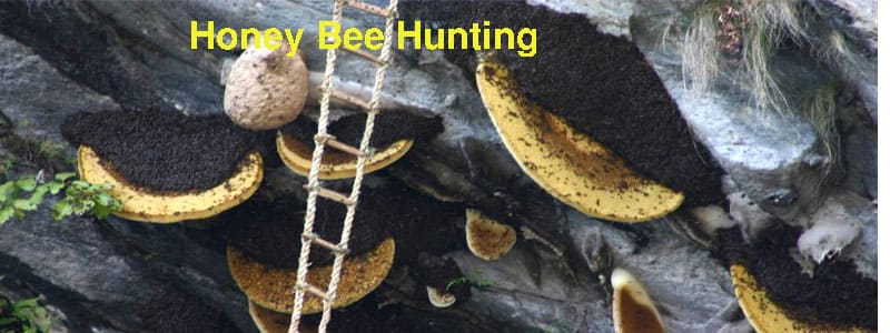  Honey Bee Hunting in Langtang valley trekking